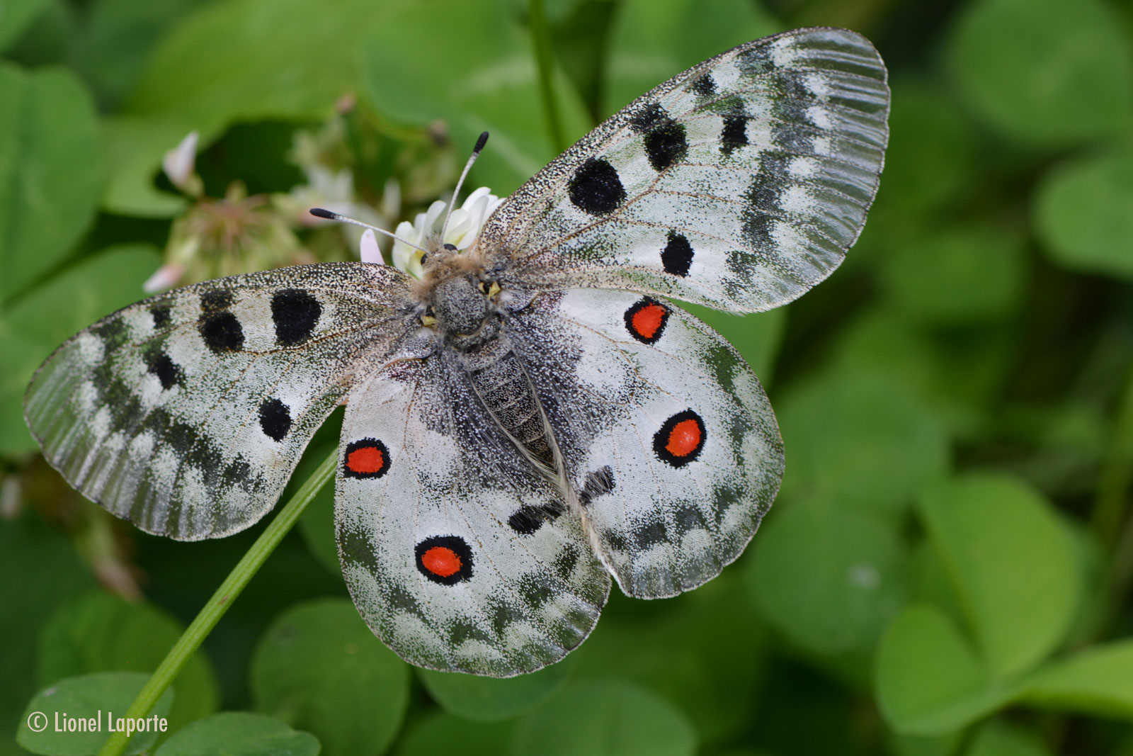 Balade à la découverte des insectes et papillons