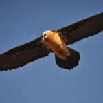Balade découverte des grands rapaces