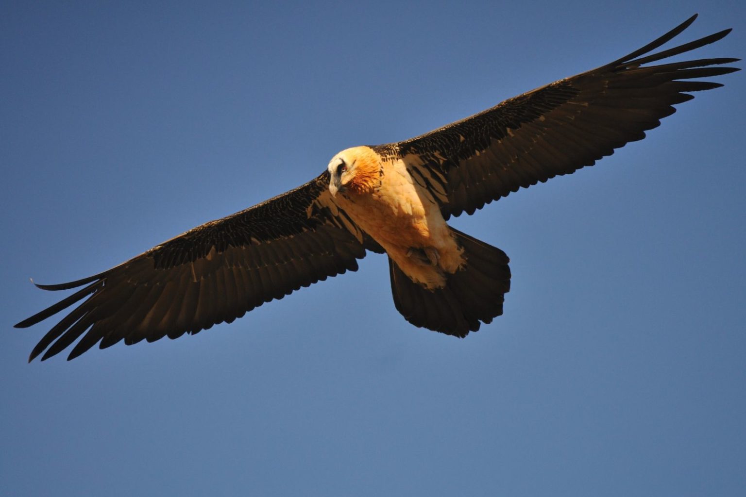 Balade d  couverte des grands rapaces Prats ToujOurs