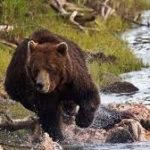 Ciné-Débat "L'Ours, une histoire d'homme"